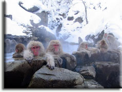 Jigokudani Monkey Park, �������, ������